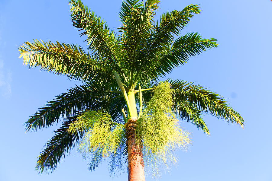 Jamaican Palm Photograph by Debbie Levene