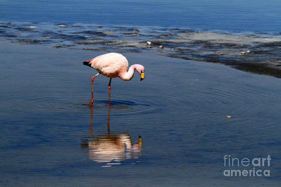 James or Puna flamingo Photograph by James Brunker