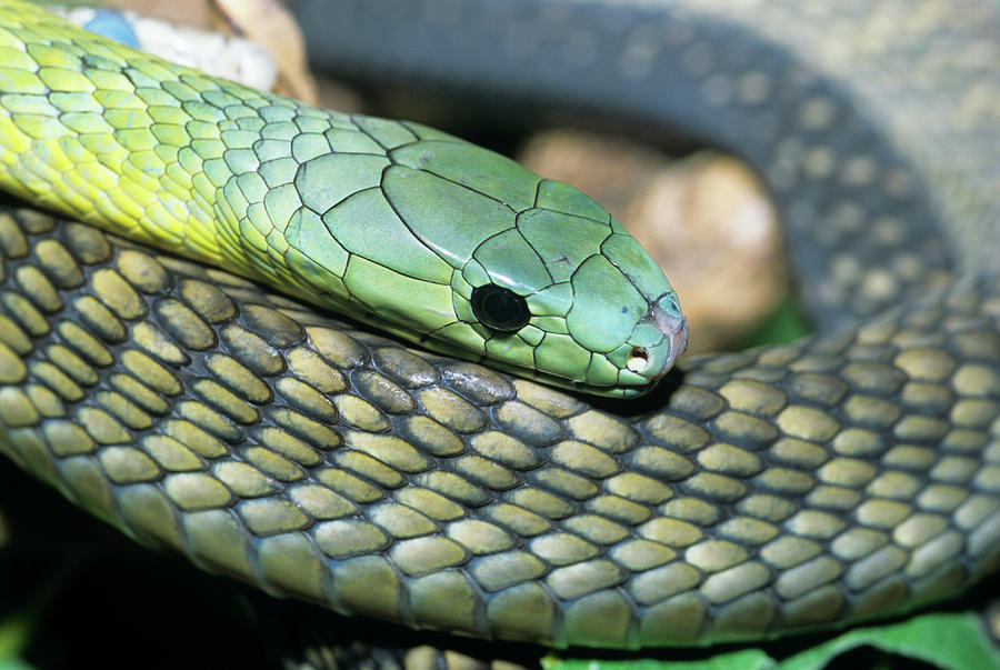 Jameson's Mamba Photograph by Sally Mccrae Kuyper/science Photo Library