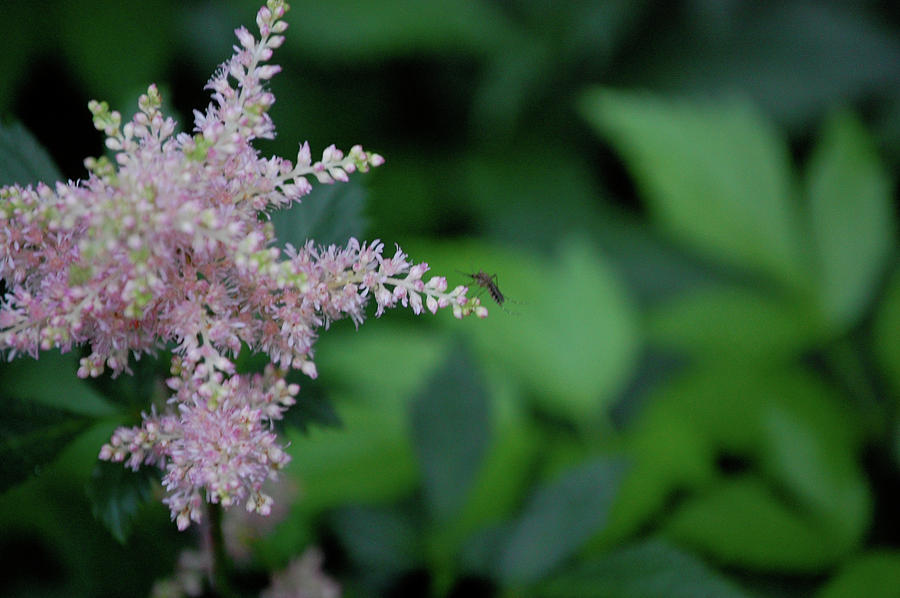 Jammer Astilbe 001 Photograph by First Star Art