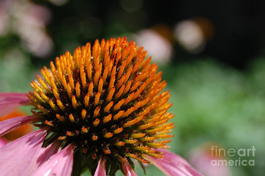 Jammer Dewy Echinacea 001 Photograph by First Star Art