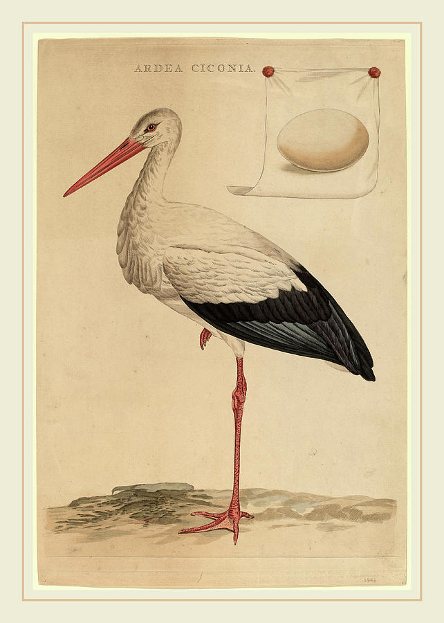 Stork Drawing - Jan Christiaan Sepp Dutch, 1739-1811, The White Stork by Litz Collection