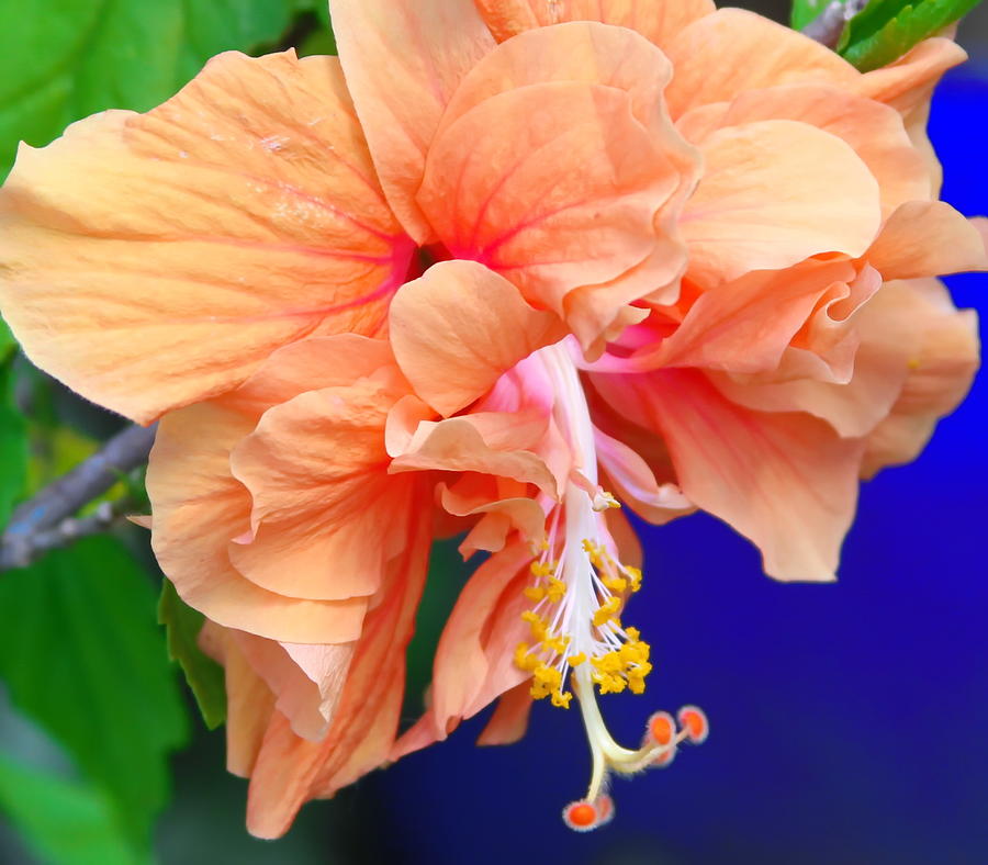 Flower Photograph - Jane Cowl Hibiscus by Cathy Lindsey