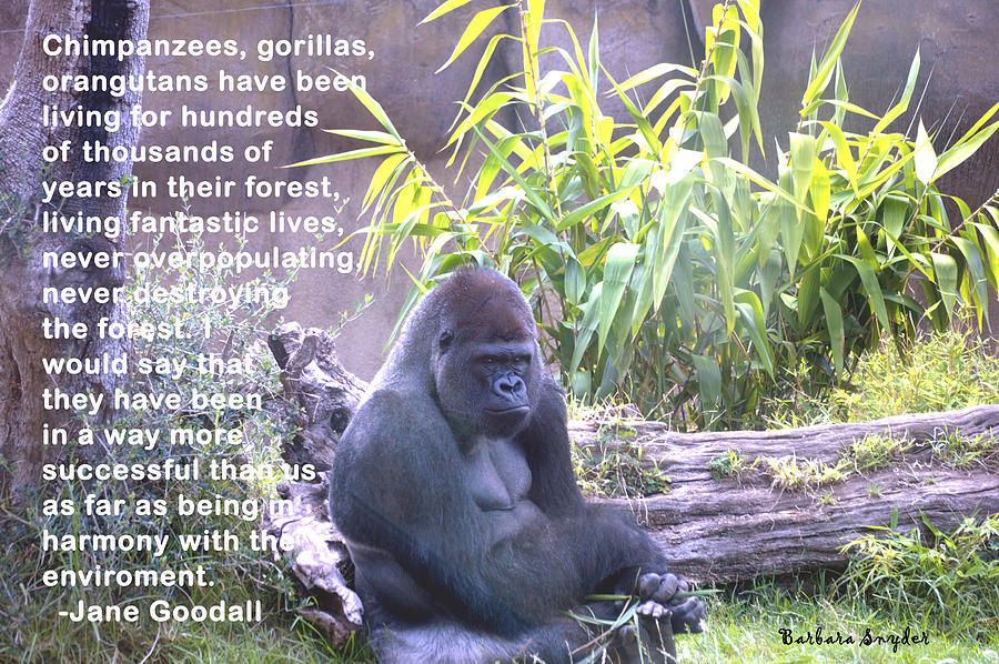 Animal Digital Art - Jane Goodall Gorilla by Barbara Snyder