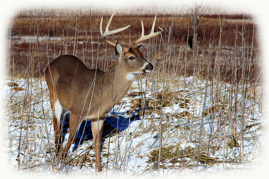 January Buck Photograph by Michael Eingle