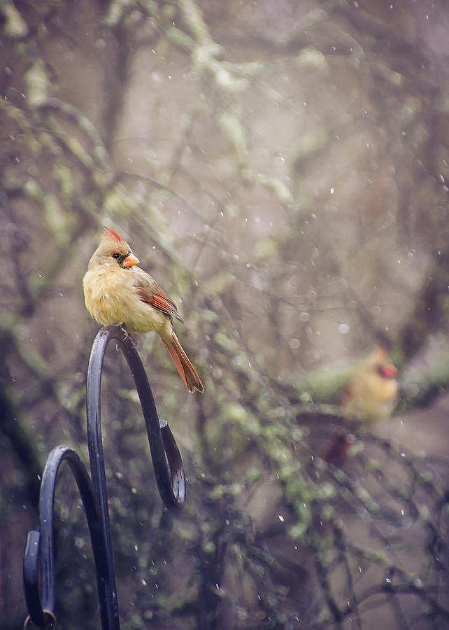 January Cardinals Photograph by Heather Applegate