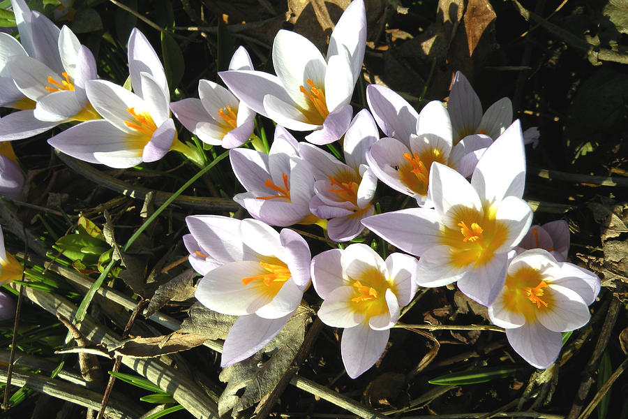 Crocus Photograph - January Crocuses by Brian Chase Crocus Photograph - January Crocuses by Brian Chase