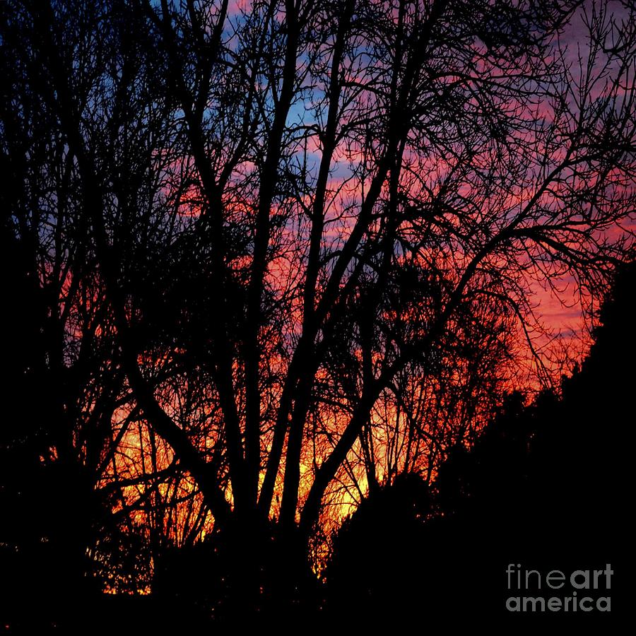 January Dawn Photograph by Luther Fine Art