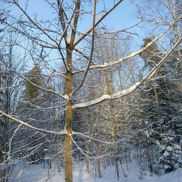 Winter Photograph - January by Eve Tamminen
