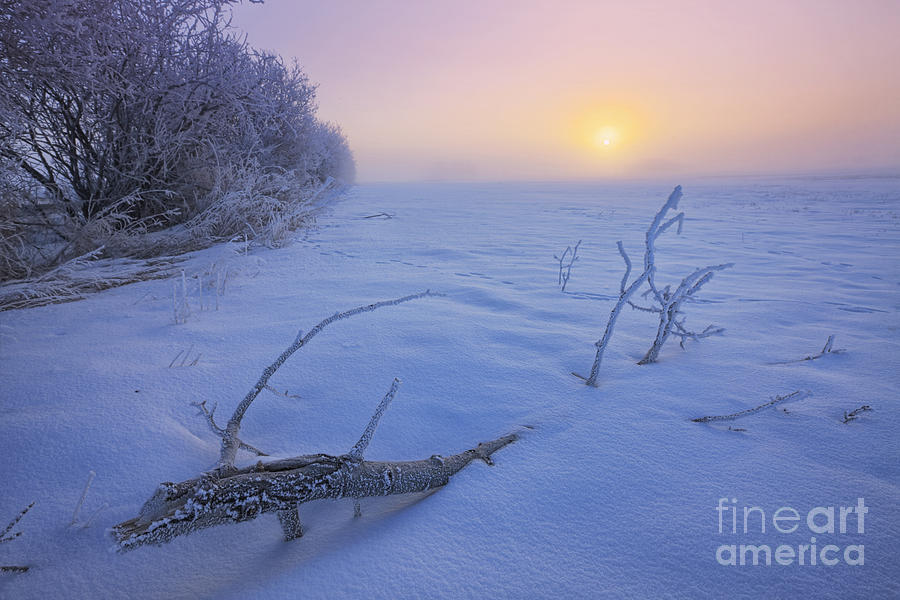January Freeze Photograph by Dan Jurak