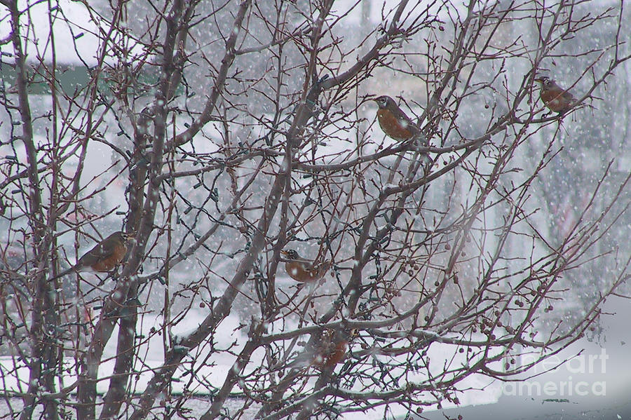 January Robins in West Michigan Photograph by Conni Schaftenaar