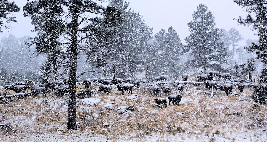 January Snow Photograph by Donald J Gray