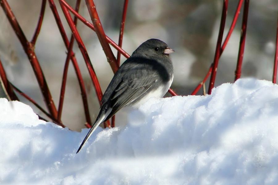 Bird Photograph - January Snow In New England by Barbara S Nickerson