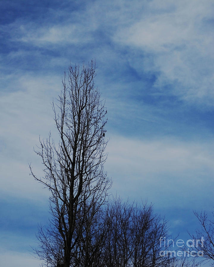 January Tree Photograph by Lizi Beard-Ward