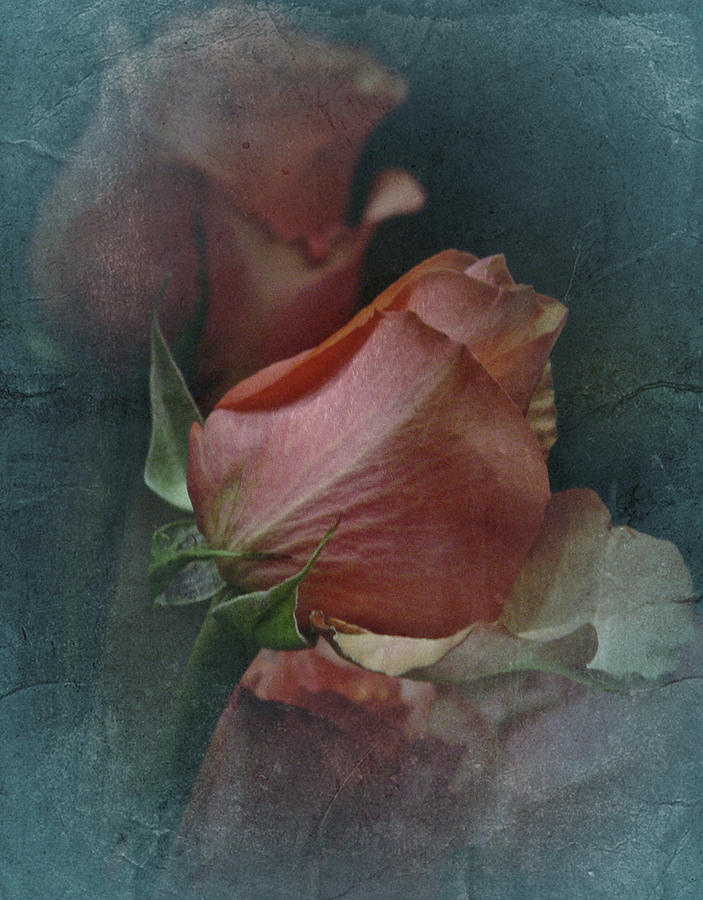 January Vintage Rose No. 3 Photograph by Richard Cummings