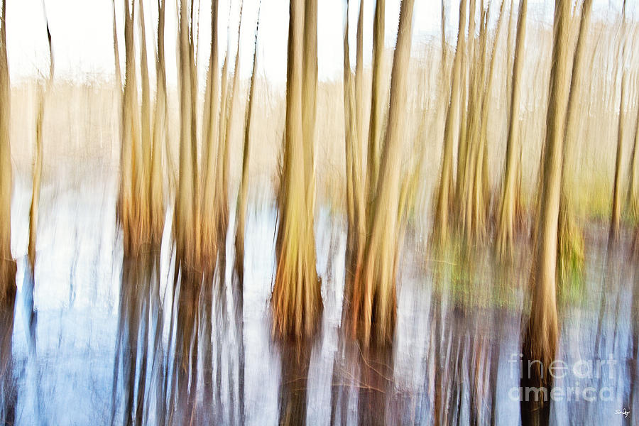 Abstract Photograph - Januarys Painting in the Swamp by Scott Pellegrin