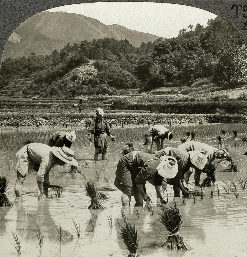 Japan Agriculture, C1920 Photograph by Granger
