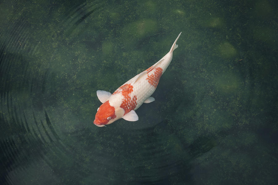 Japan, Koi carp in a pond Photograph by Westend61