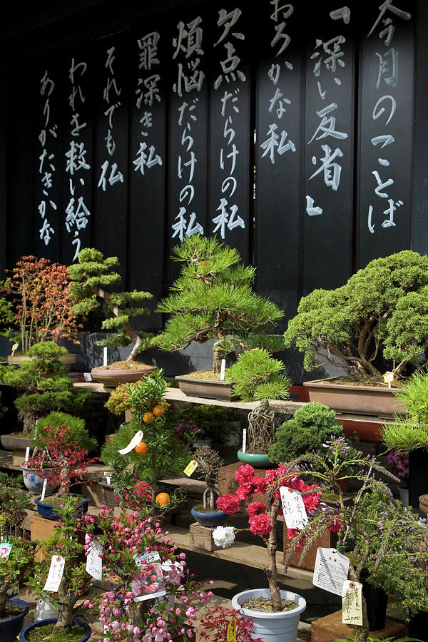 Japan, Tokyo, Display Of Bonsai Trees Photograph by John and Lisa Merrill
