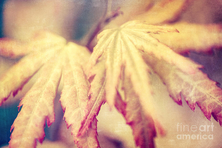 Abstract Photograph - Japanes Maple Leaves with Texture Effect by Natalie Kinnear