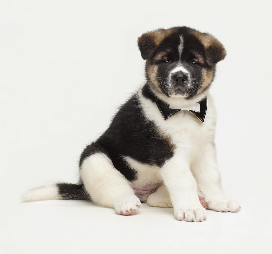 Japanese Akita Puppy dressed up Photograph by Patricia Doyle