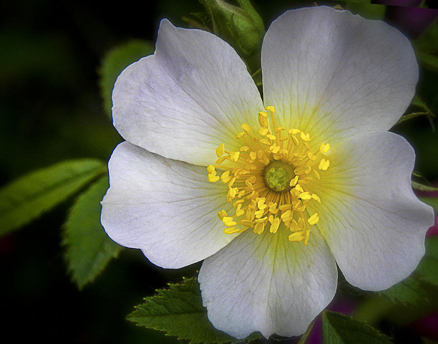 Japanese Anemone 2 Photograph by Julie Palencia