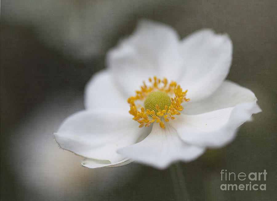 Japanese Anemone Photograph by Ann Jacobson