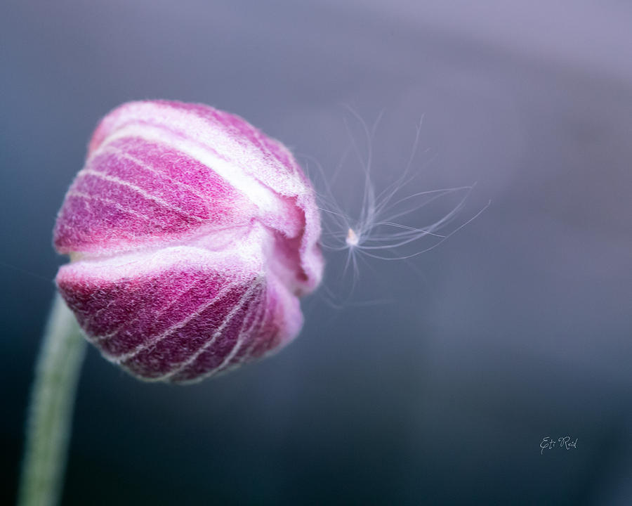 Japanese anemone bud Photograph by Eti Reid