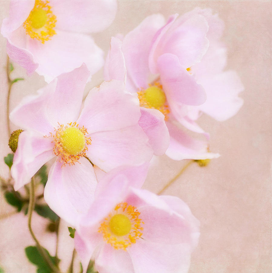 Japanese Anemone Cubed Photograph by Fraida Gutovich