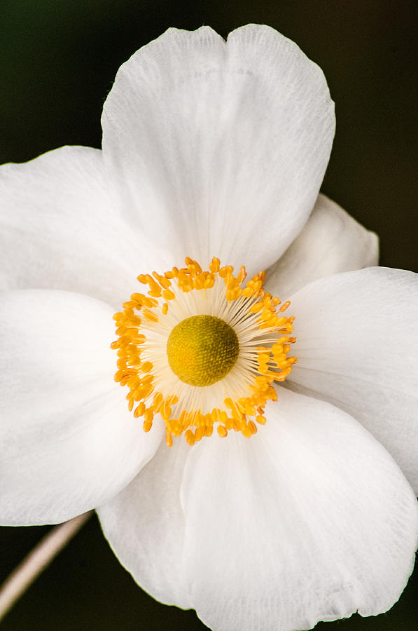 Japanese Anemone Photograph by Don Johnson