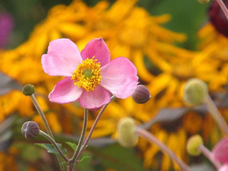 Japanese Anemone in Autumn Photograph by Alfred Ng