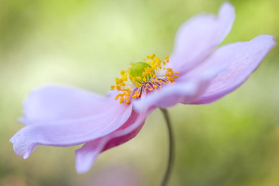 Summer Photograph - Japanese Anemone by Mandy Disher