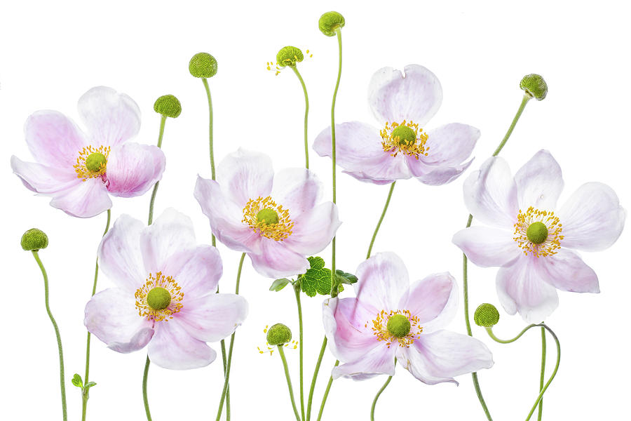 Summer Photograph - Japanese Anemones by Mandy Disher