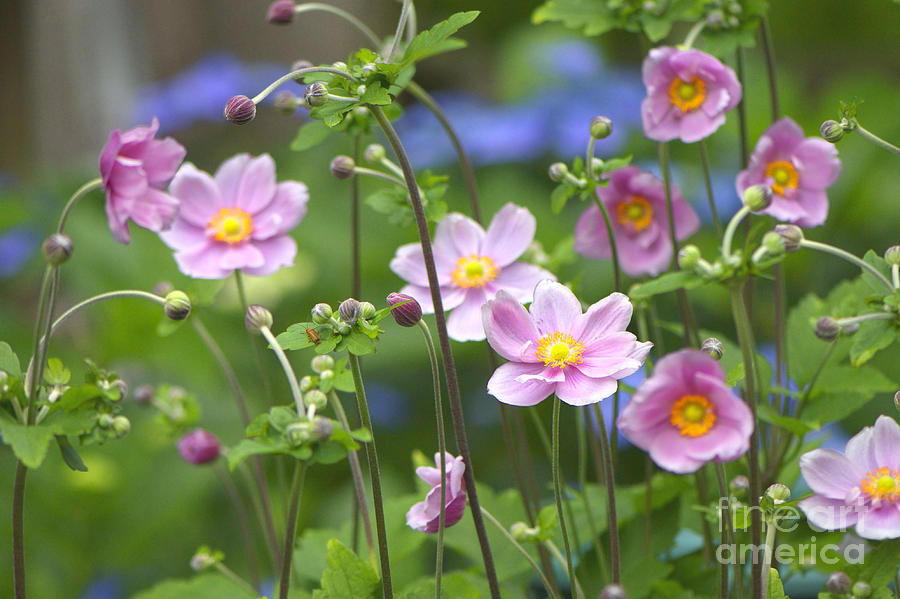 Japanese Anemones Photograph - Japanese Anemones by Sharon Talson