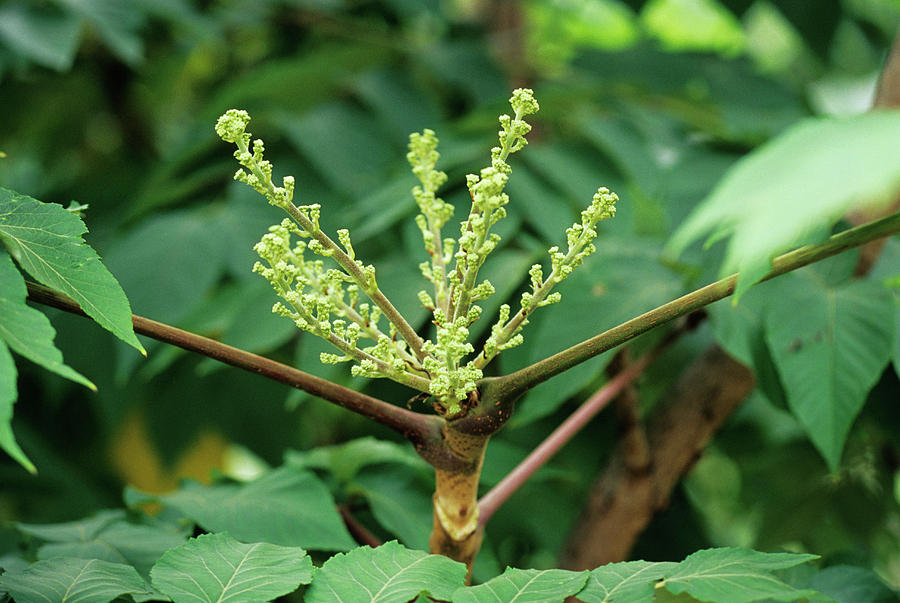 Japanese Angelica Tree Flowers by Duncan Smith/science Photo Library