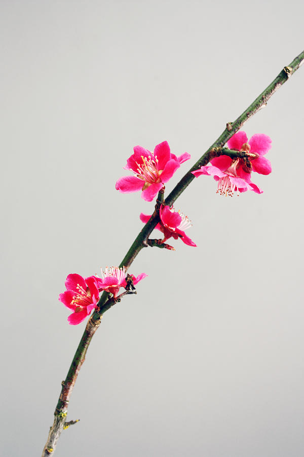 Japanese Apricot Photograph by Gerry Bates