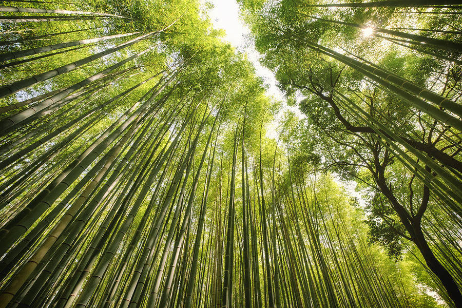 Japanese Bamboo Forest Photograph by RichLegg