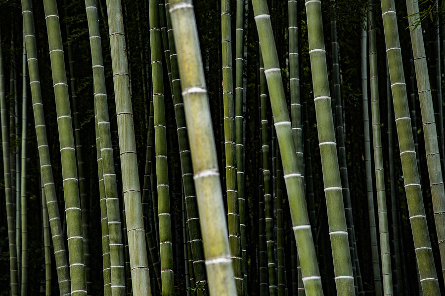 Japanese Bamboo in Garden of Kyoto Temple Photograph by DoctorEgg