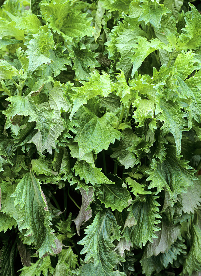 Japanese Basil perilla Frutescens by Geoff Kidd science Photo Library