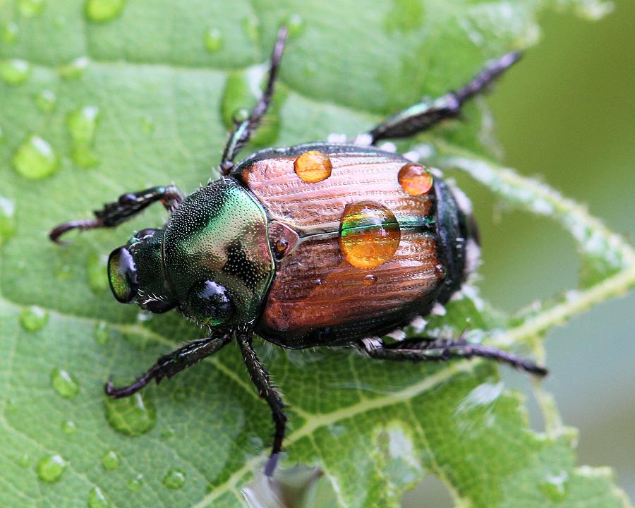 Japanese Beetle after the rain Photograph by Doris Potter