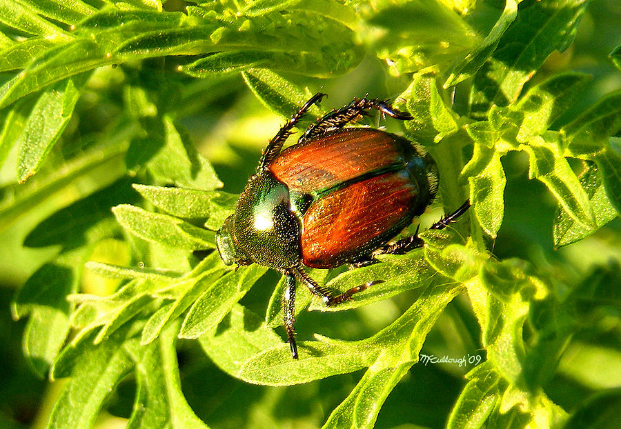 Japanese Beetle Photograph by Duane McCullough