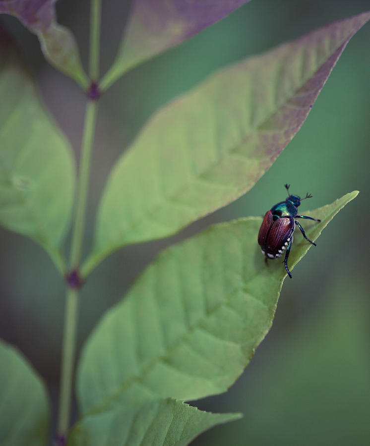 Japanese Beetle on a Leaf Photograph by Melinda Fawver