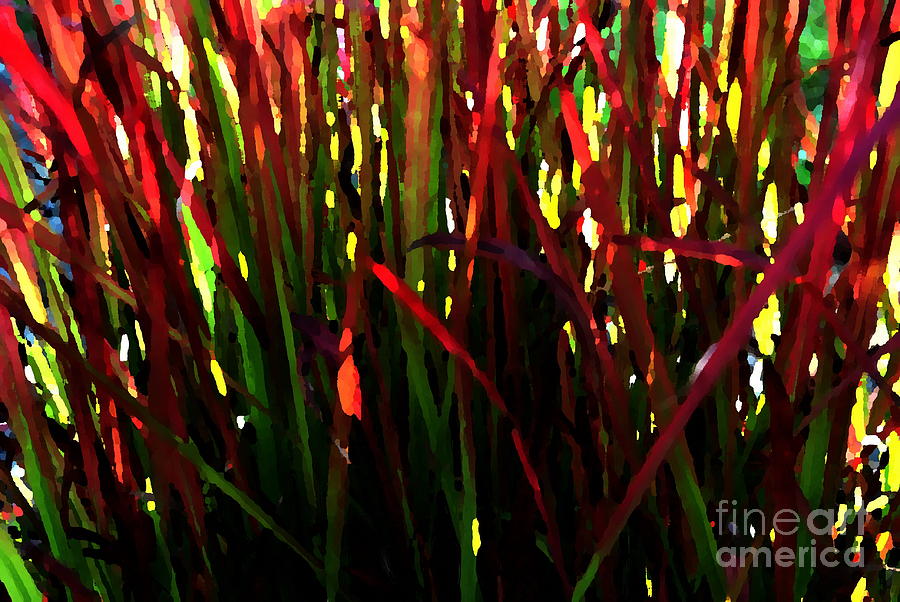 Japanese Bloodgrass - Horizontal - Abstract Photograph by Jacqueline M Lewis
