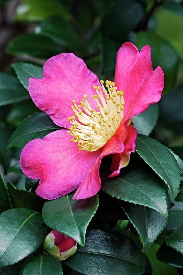 Nature Photograph - Japanese Camellia (camelia Japonica) by Dr. Nick Kurzenko