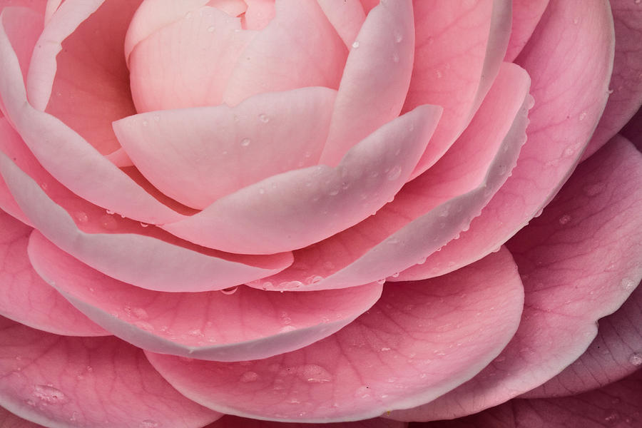 Flower Photograph - Japanese Camellia  by Justyn  Lamb