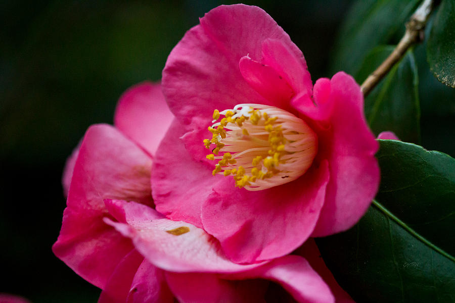 Winter Photograph - Japanese Camellia-the official state flower of  Alabama by Eti Reid