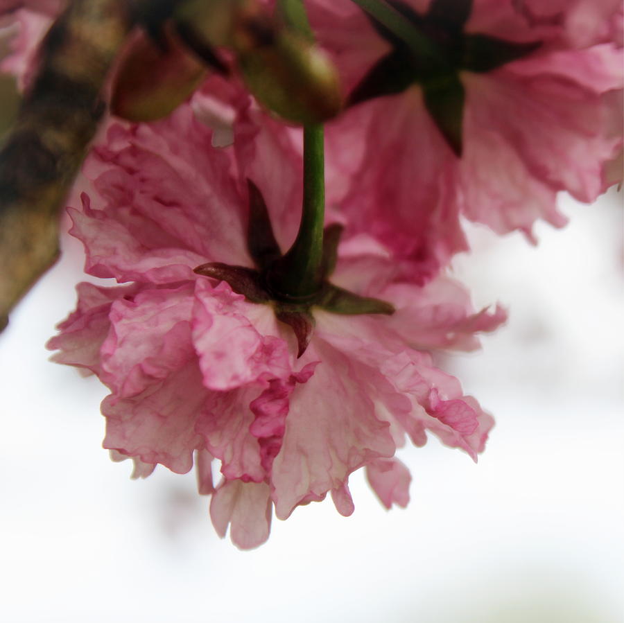 Japanese Cherry Blossom Photograph by Joseph Skompski