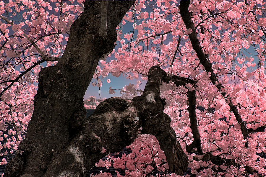 Japanese Cherry Blossom Tree Photograph By Cindy Archbell
