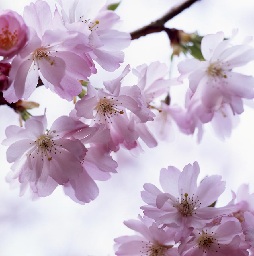 Japanese cherry blossoms Photograph by Ulrich Kunst And Bettina Scheidulin