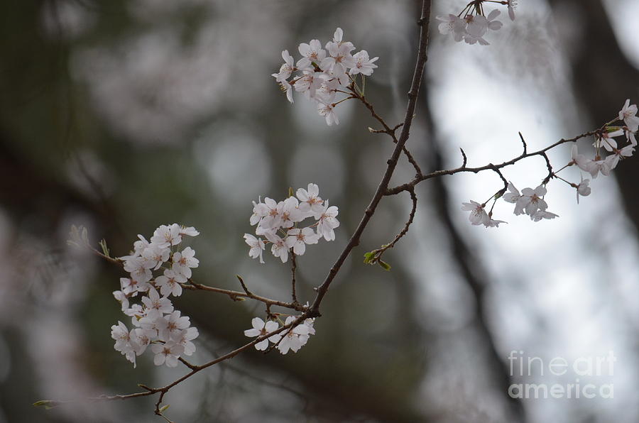 Japanese Cherry Blossoms Photograph by Maria Urso